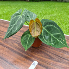 Load image into Gallery viewer, #16 Anthurium &#39;Dark Night&#39;
