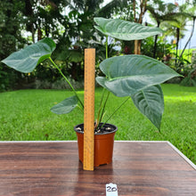 Load image into Gallery viewer, #20 Anthurium Veitchii hybrid