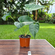 Load image into Gallery viewer, #20 Anthurium Veitchii hybrid