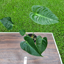 Load image into Gallery viewer, #20 Anthurium Veitchii hybrid