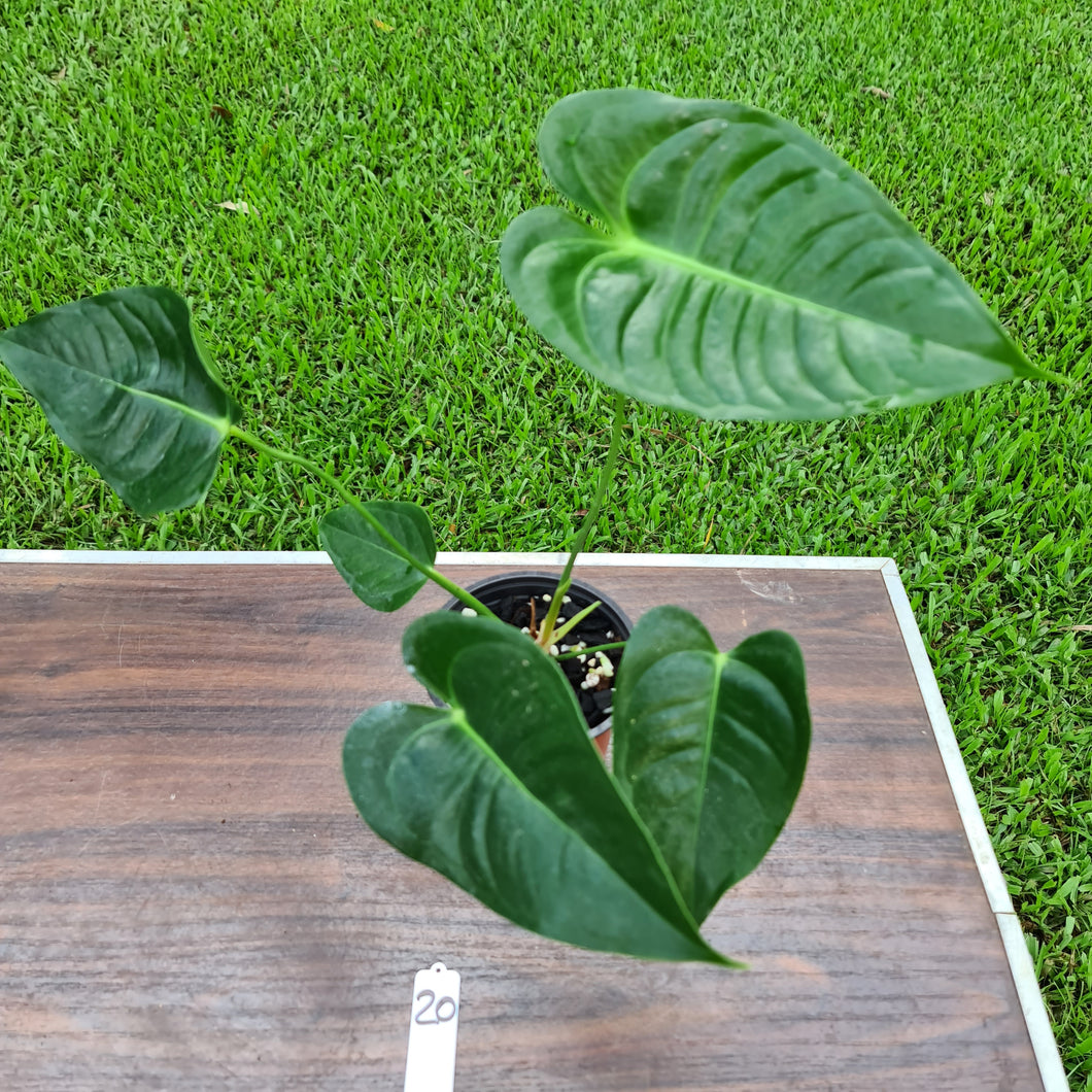 #20 Anthurium Veitchii hybrid