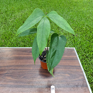 #25 Anthurium Digitatum