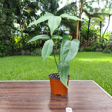 Load image into Gallery viewer, #25 Anthurium Digitatum