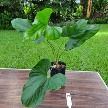 Load image into Gallery viewer, #22 Anthurium Balaoanum