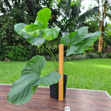Load image into Gallery viewer, #22 Anthurium Balaoanum