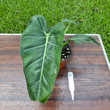 Load image into Gallery viewer, #31 Philodendron Maximum