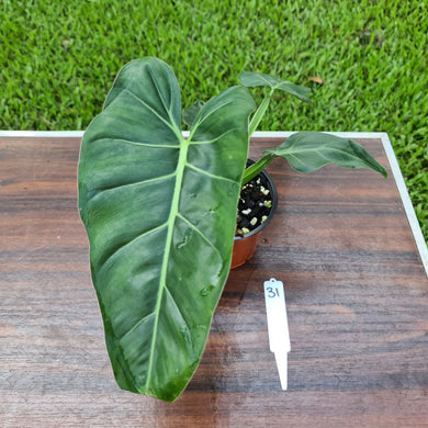 #31 Philodendron Maximum