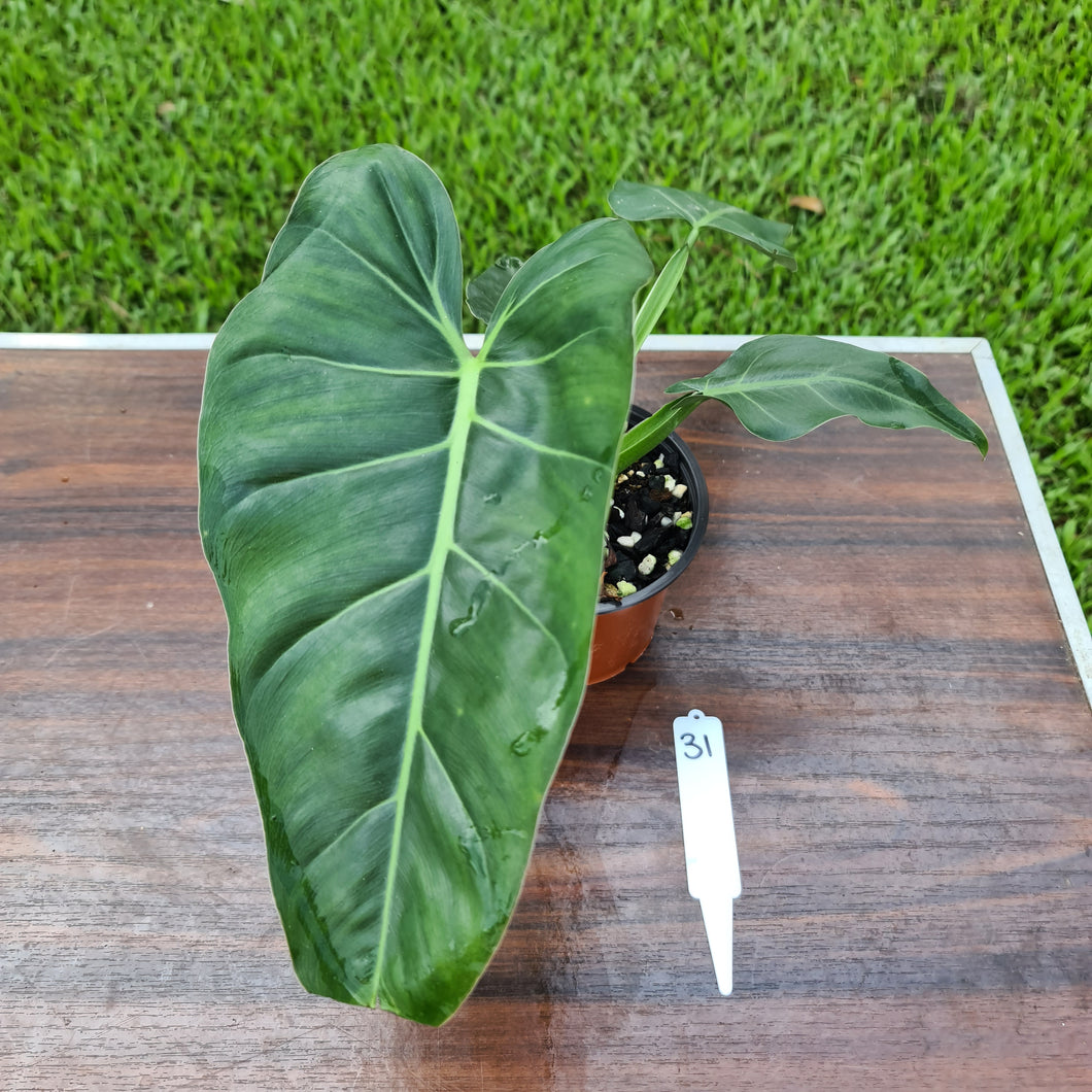 #31 Philodendron Maximum