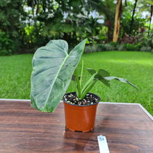 Load image into Gallery viewer, #31 Philodendron Maximum