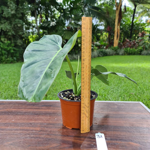 #31 Philodendron Maximum
