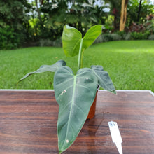 Load image into Gallery viewer, #31 Philodendron Maximum