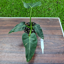 Load image into Gallery viewer, #31 Philodendron Maximum