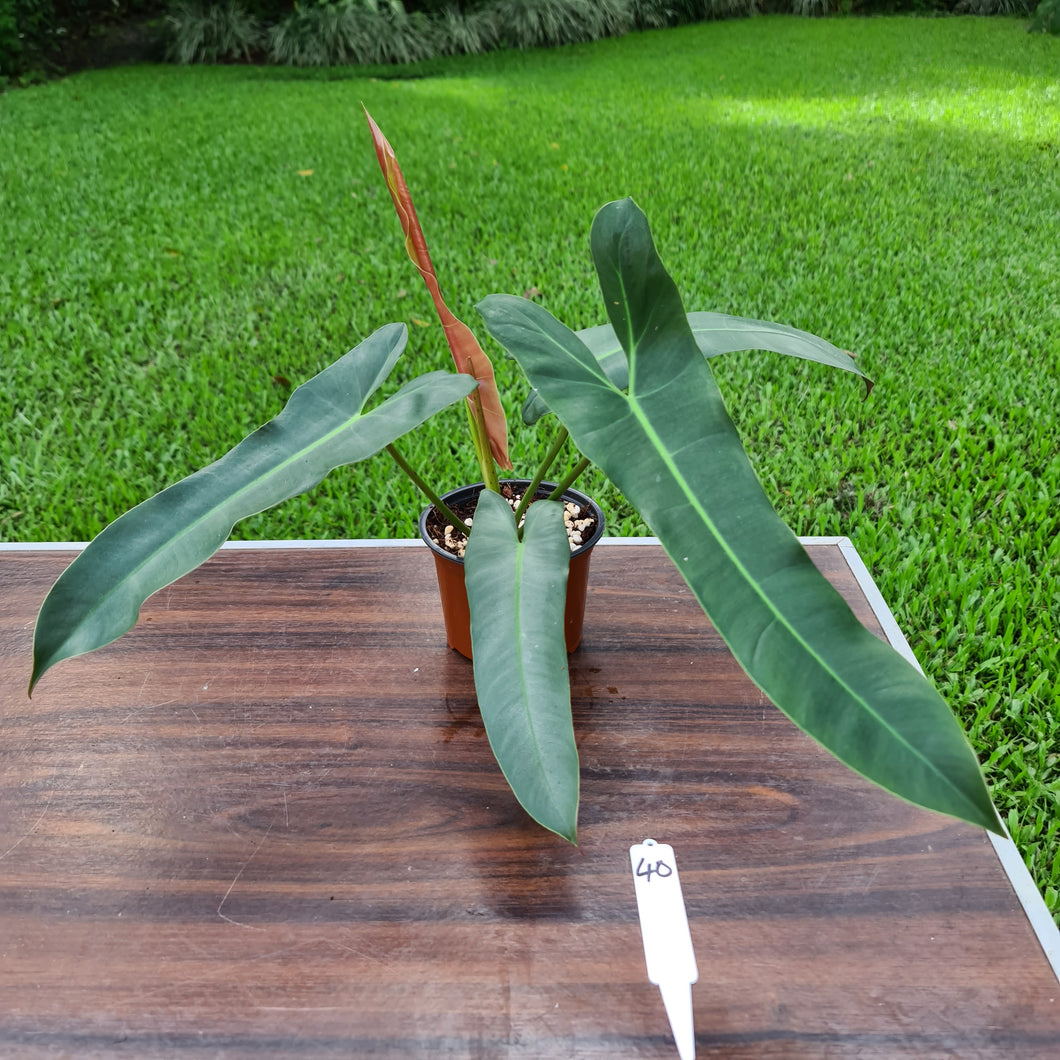 #40 Philodendron Atabapoense