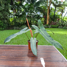 Load image into Gallery viewer, #40 Philodendron Atabapoense