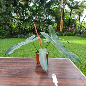 #40 Philodendron Atabapoense