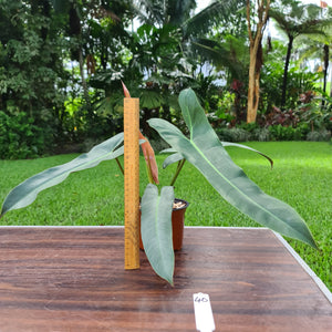 #40 Philodendron Atabapoense