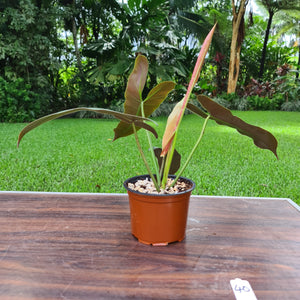 #40 Philodendron Atabapoense