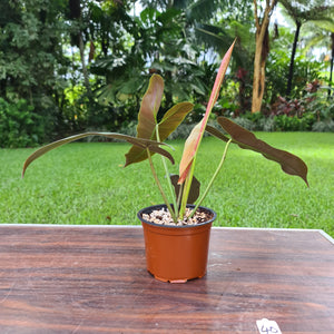 #40 Philodendron Atabapoense