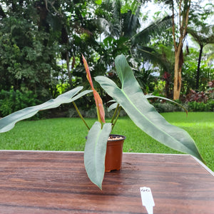 #40 Philodendron Atabapoense