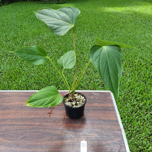 #32 Anthurium Bosworth Beauty