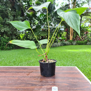 #32 Anthurium Bosworth Beauty