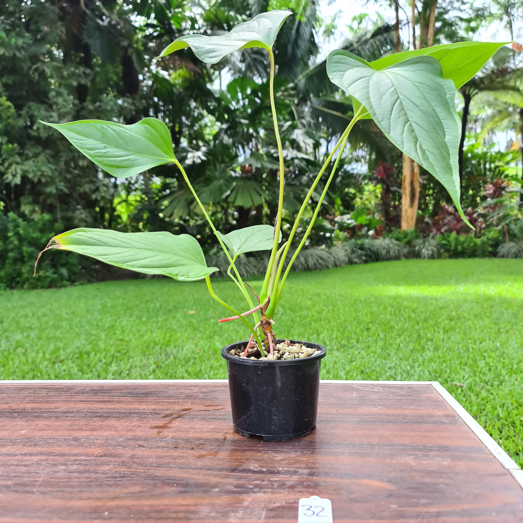 #32 Anthurium Bosworth Beauty