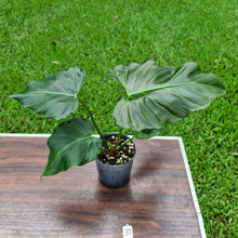 Load image into Gallery viewer, #37 Philodendron Corsinianum / &#39;Bronze Shield&#39;