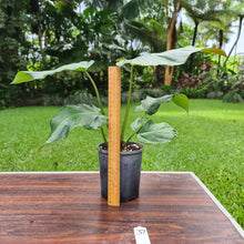 Load image into Gallery viewer, #37 Philodendron Corsinianum / &#39;Bronze Shield&#39;