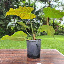 Load image into Gallery viewer, #37 Philodendron Corsinianum / &#39;Bronze Shield&#39;