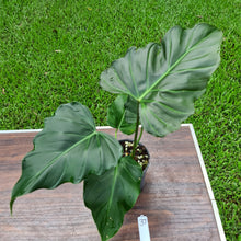 Load image into Gallery viewer, #37 Philodendron Corsinianum / &#39;Bronze Shield&#39;