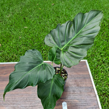 Load image into Gallery viewer, #37 Philodendron Corsinianum / &#39;Bronze Shield&#39;