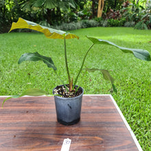 Load image into Gallery viewer, #37 Philodendron Corsinianum / &#39;Bronze Shield&#39;