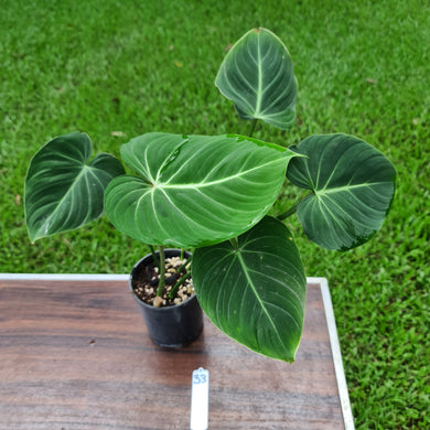 #33 Philodendron Gloriosum