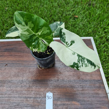 Load image into Gallery viewer, #30 Variegated Alocasia Macrorrhiza