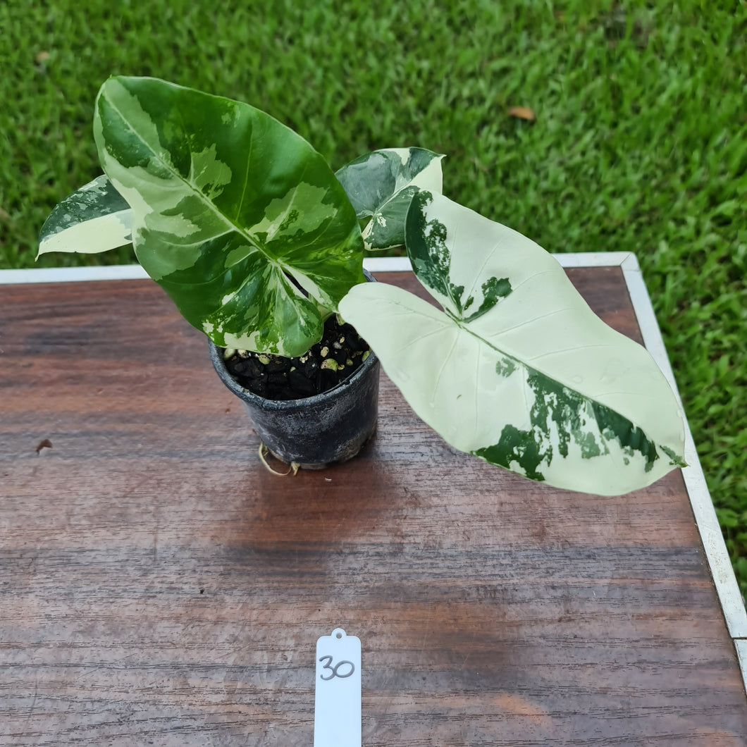 #30 Variegated Alocasia Macrorrhiza