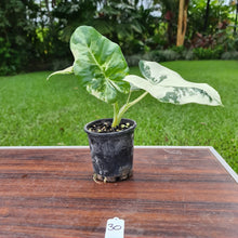 Load image into Gallery viewer, #30 Variegated Alocasia Macrorrhiza