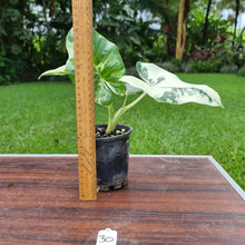Load image into Gallery viewer, #30 Variegated Alocasia Macrorrhiza