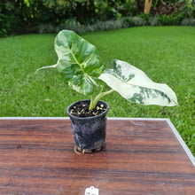 Load image into Gallery viewer, #30 Variegated Alocasia Macrorrhiza