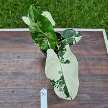 Load image into Gallery viewer, #30 Variegated Alocasia Macrorrhiza