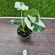 Load image into Gallery viewer, #30 Variegated Alocasia Macrorrhiza