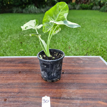 Load image into Gallery viewer, #30 Variegated Alocasia Macrorrhiza
