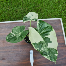 Load image into Gallery viewer, #26 Variegated Alocasia Macrorrhiza
