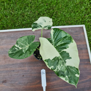 #26 Variegated Alocasia Macrorrhiza