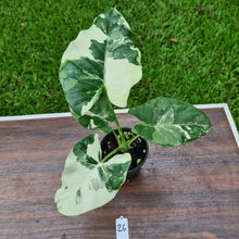 Load image into Gallery viewer, #26 Variegated Alocasia Macrorrhiza