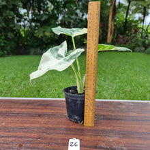 Load image into Gallery viewer, #26 Variegated Alocasia Macrorrhiza
