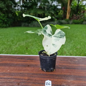 #26 Variegated Alocasia Macrorrhiza