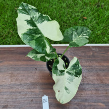 Load image into Gallery viewer, #26 Variegated Alocasia Macrorrhiza