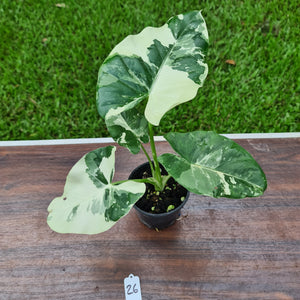#26 Variegated Alocasia Macrorrhiza