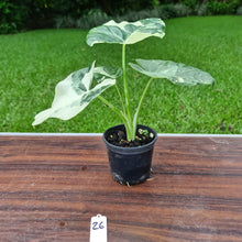 Load image into Gallery viewer, #26 Variegated Alocasia Macrorrhiza