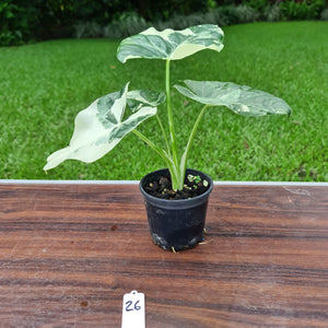#26 Variegated Alocasia Macrorrhiza